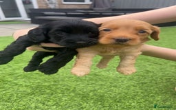 Cockapoo dogs for sale: Beautiful cockapoos - Image 5