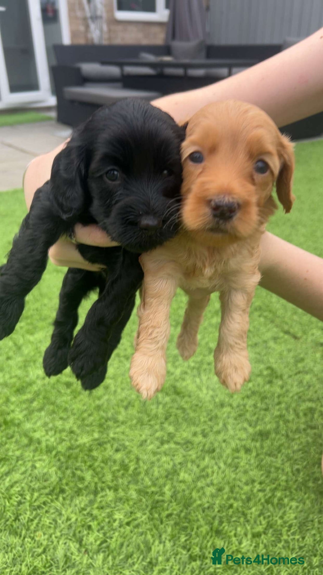 Cockapoo dogs for sale: Beautiful cockapoos - Image 5