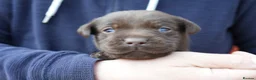 Labrador Retriever dogs for sale: Chocolate Labrador puppies Kc reg health tested - Advert 14