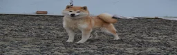 Japanese Shiba Inu dogs for sale: Shiba Inu 2 female puppies ready Friday  - Advert 10