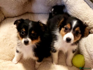 Australian Shepherd dogs Miniature Australian Shepherds ASDR - Advert 5