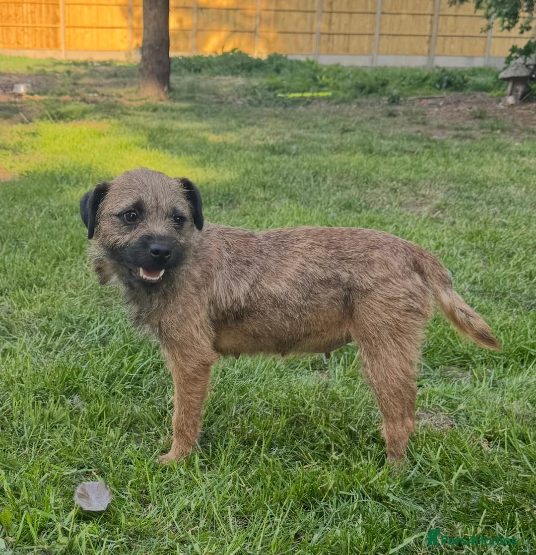 Border Terrier dogs for sale: Border terrier puppies for sale - Image 14