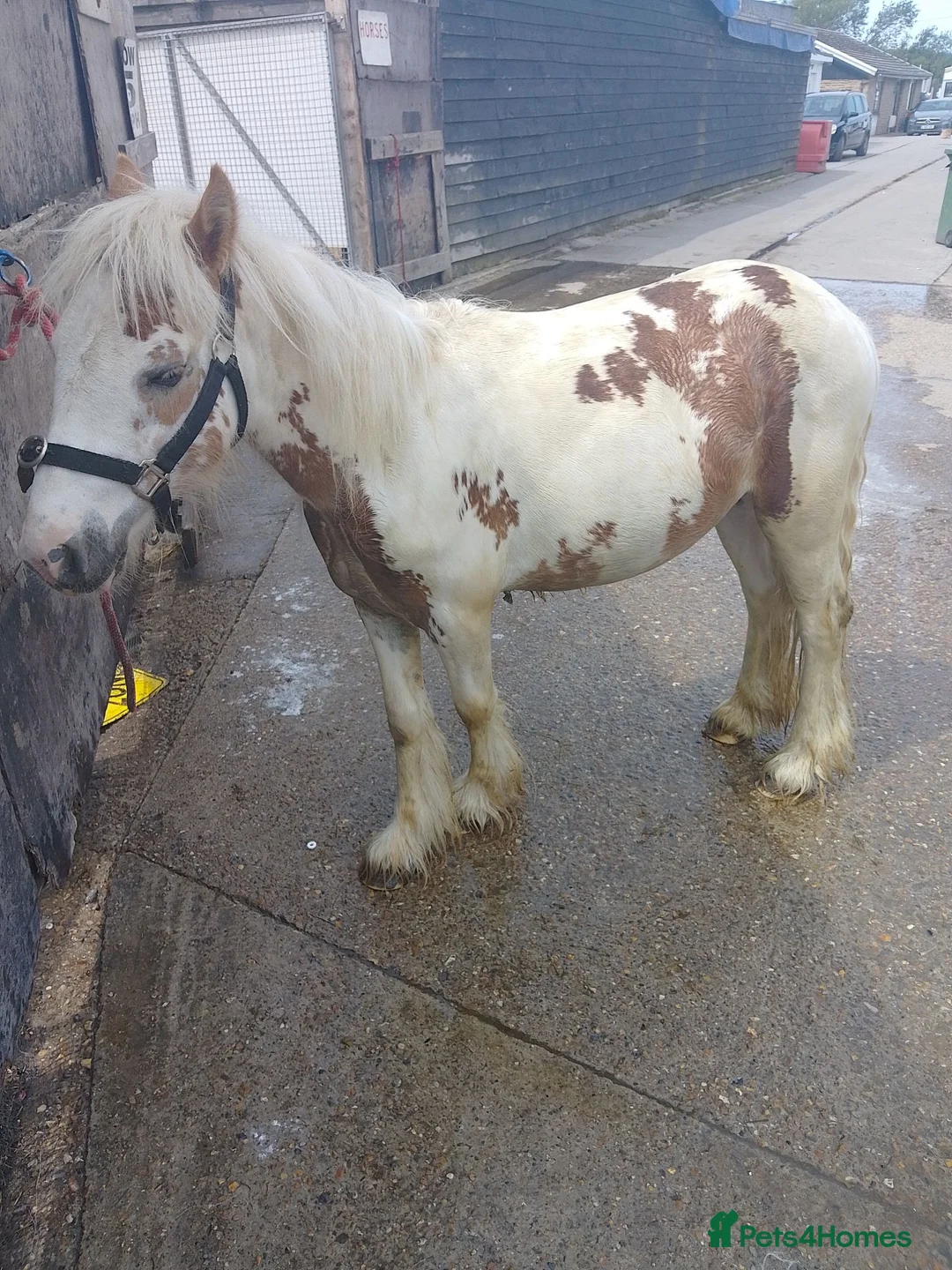 Irish Cob horses for sale: White and red stallion colt - Advert 5