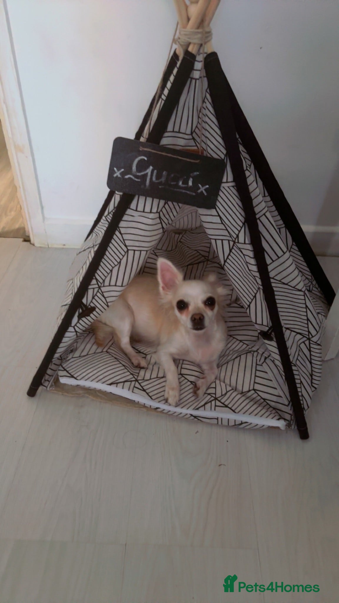 Chihuahua dogs Lovely 3 year old chihuahua ready to be re homed  - Advert 9
