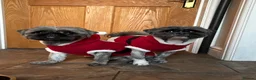 Mixed Breed dogs for sale: 2 pug tzu’s for sale  - Advert 9