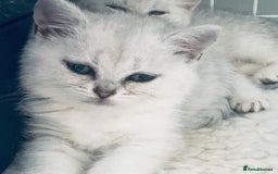 British Shorthair cats for sale: 💕❄️ Exquisite Pure white black point female cat💕 - Image 3