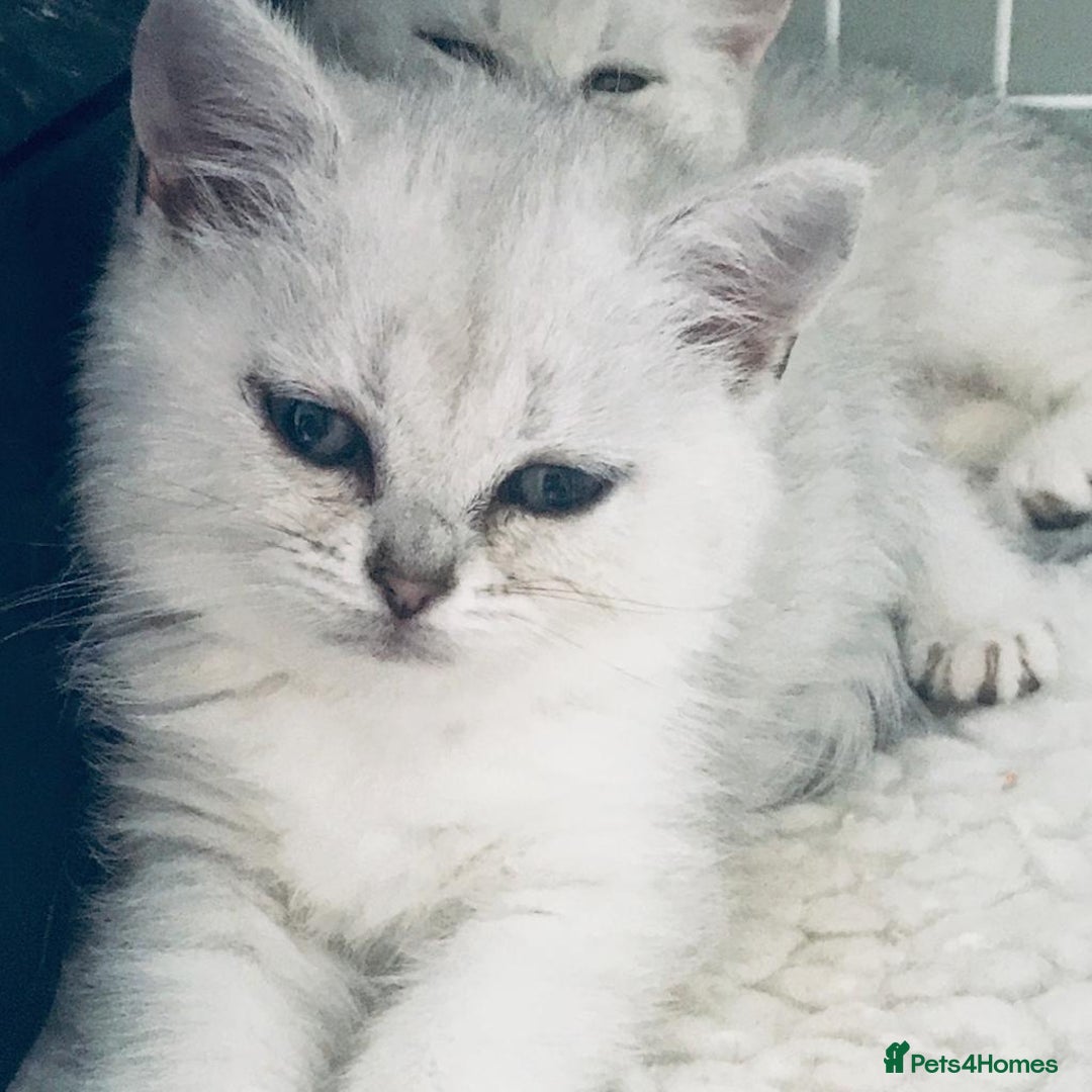 British Shorthair cats for sale: 💕❄️ Exquisite Pure white black point female cat💕 - Image 3