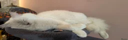 Ragdoll cats for stud: ❤️GCCF Registered❤️Lilac Point ragdoll   - Advert 13