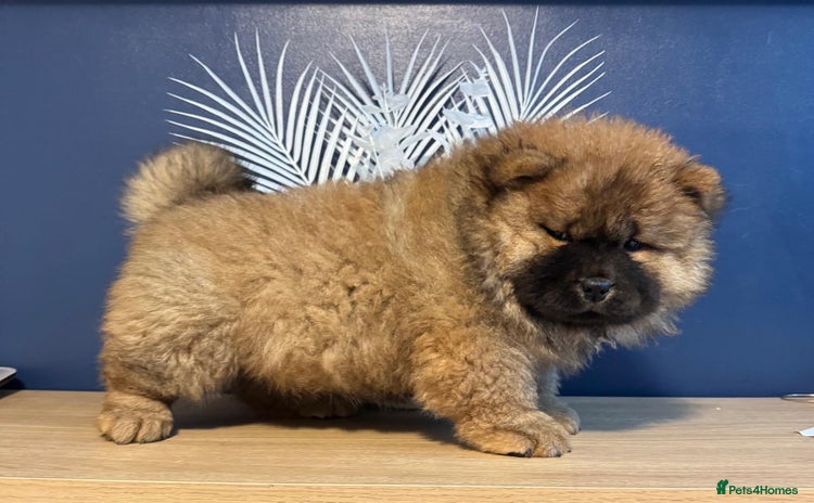 Chow Chow dogs - Advert 1