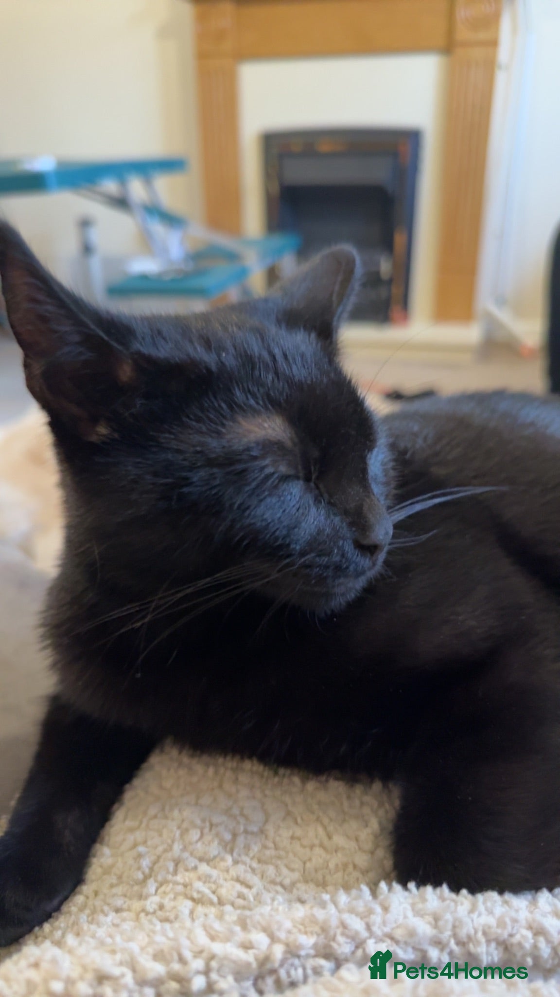 Mixed Breed cats 6 month old kitten  - Advert 10