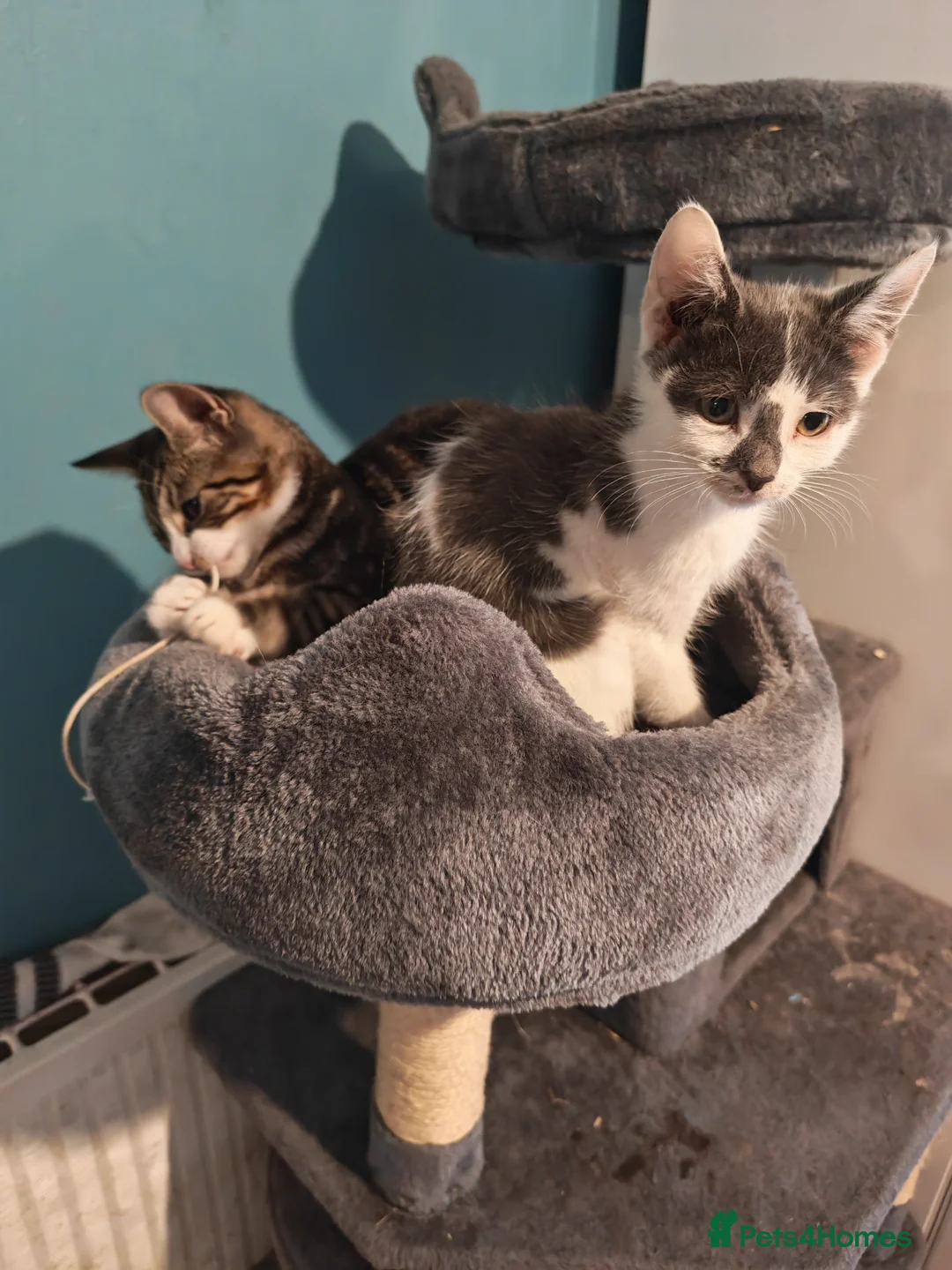 Mixed Breed cats for sale: Male kitten in Peterborough - Advert 3