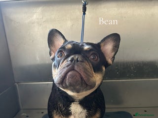 French Bulldog dogs in Tadworth - Advert 21