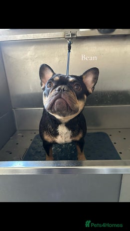 French Bulldog dogs in Tadworth - Advert 11