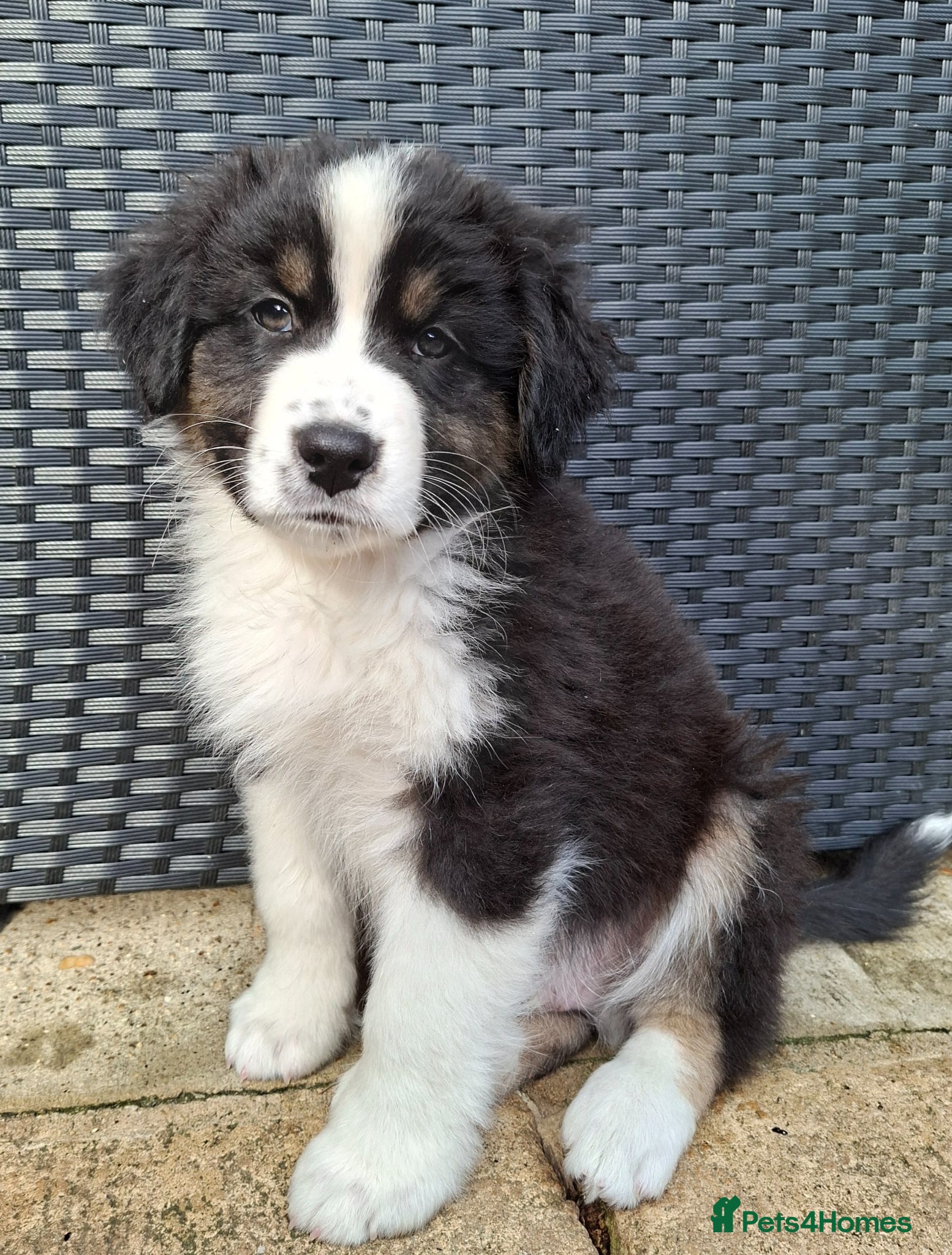 Australian Shepherd dogs ​🐾 Beautiful Australian Shepherd Puppies 🐾 - Advert 1