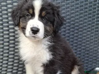 Australian Shepherd dogs 🐾 Beautiful Australian Shepherd Puppies 🐾 - Advert 4