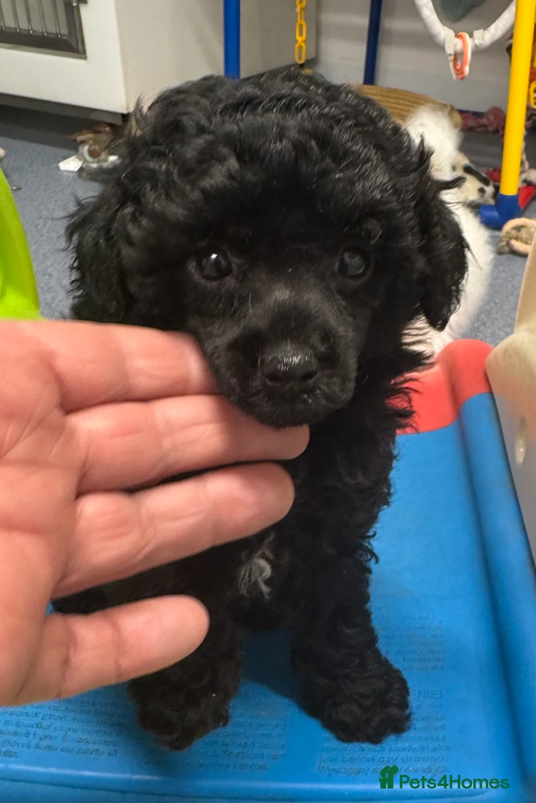 Toy Poodle dogs for sale: Toy poodle x Asian  - Advert 9