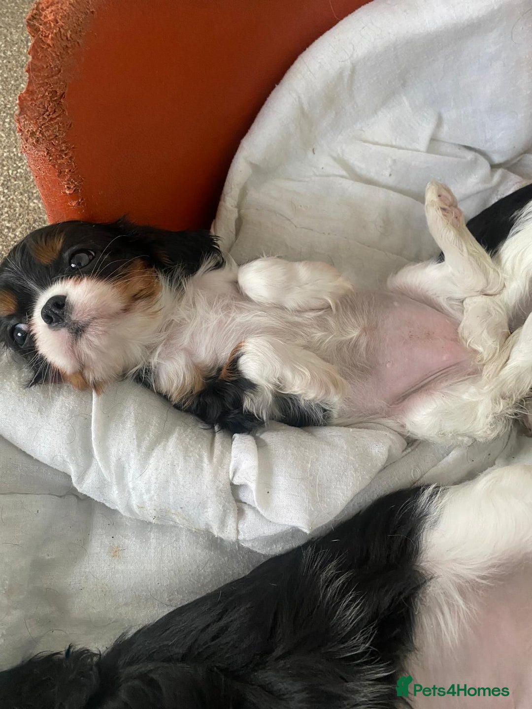 Cavalier King Charles Spaniel dogs for sale: Cavalier Puppies - Advert 3