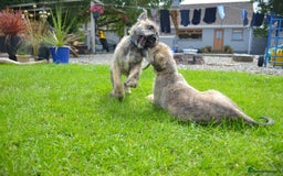Irish Wolfhound dogs for sale: Irish Wolfhound Puppies For Sale - IKC Registered  - Image 7