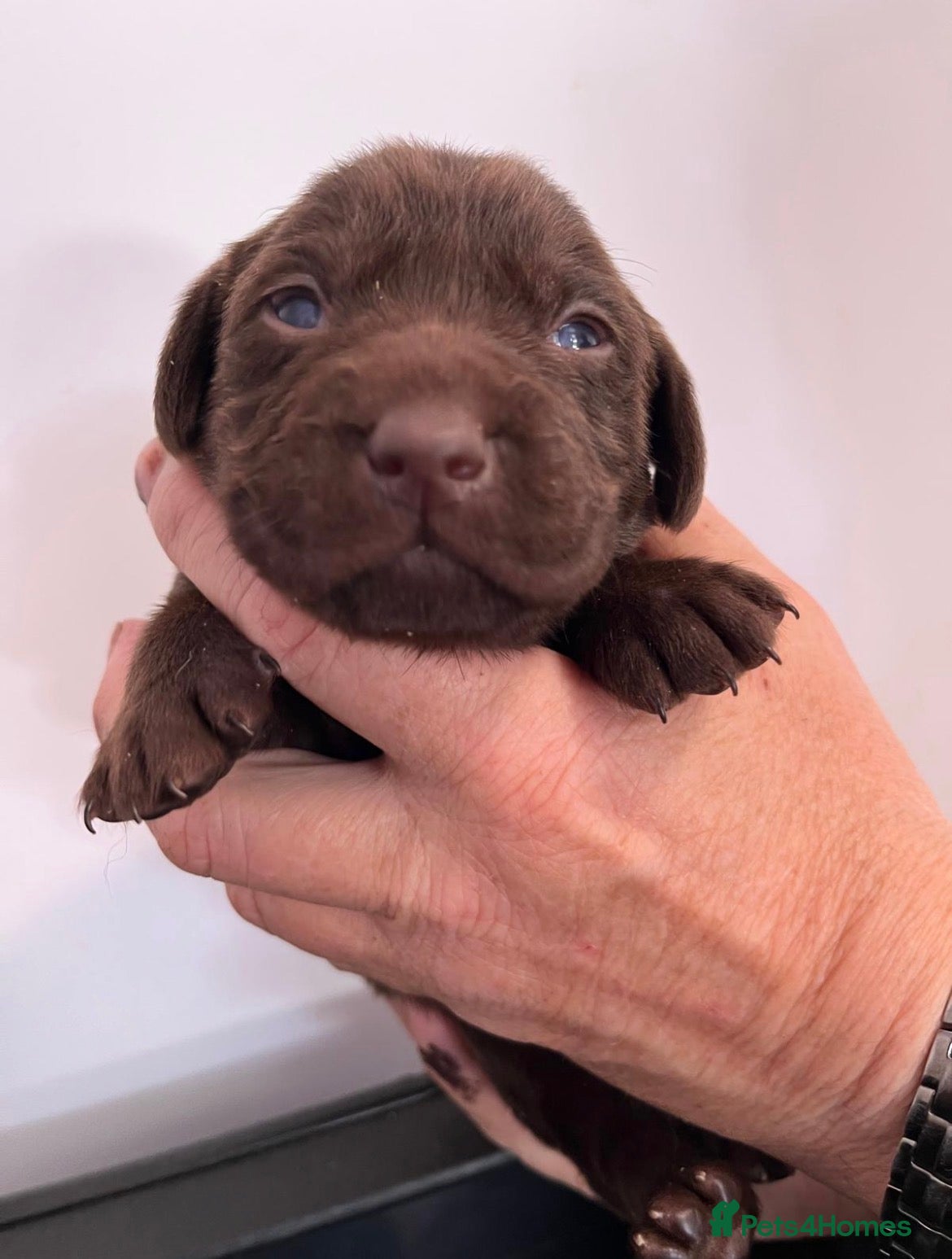 Labrador Retriever dogs RKC Working Chocolate and Yellow Labradors  - Advert 1