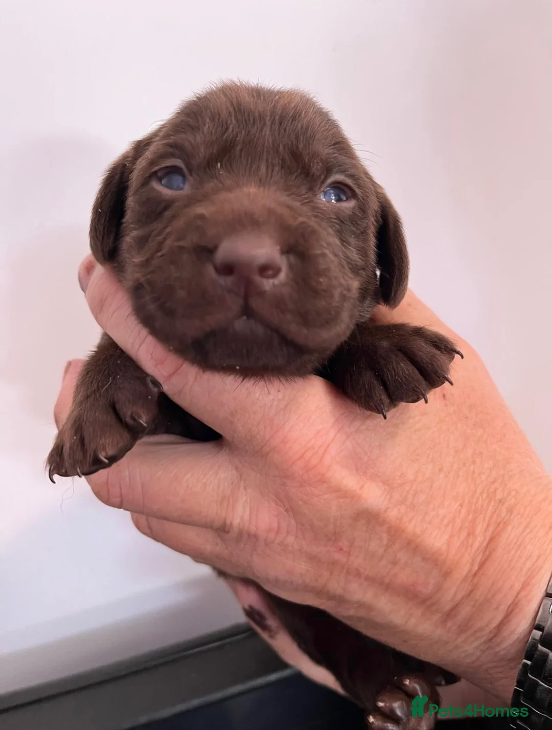 Labrador Retriever dogs for sale: RKC Working Chocolate and Yellow Labradors  - Advert 1