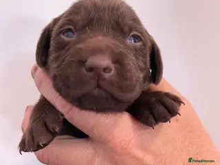 Labrador Retriever dogs Chocolate and Yellow Labradors - Advert 1