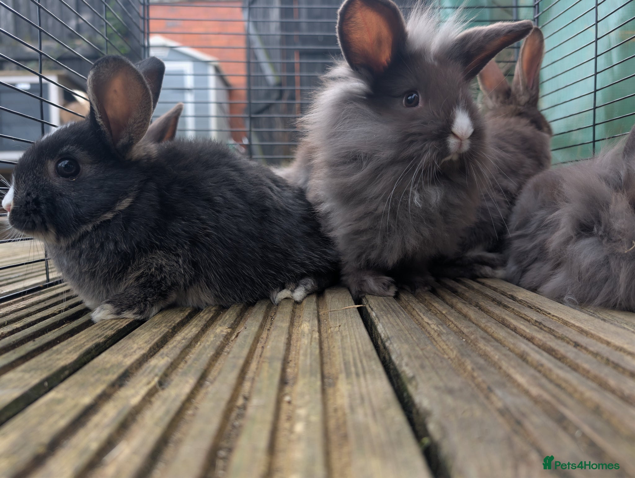 Mixed Breed rabbits Baby bunnys - Advert 2
