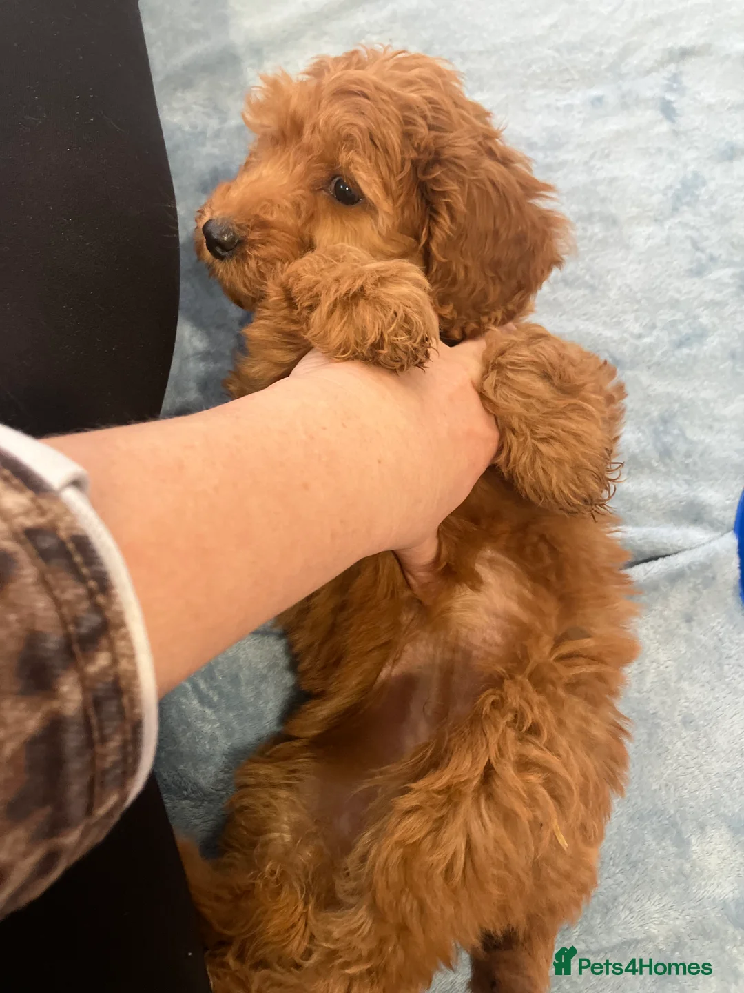 Cockapoo dogs for sale: Our darling cockapoos 🥰 - Advert 7