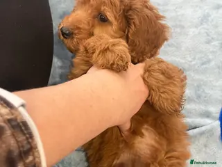 Cockapoo dogs Our darling cockapoos 🥰 - Advert 4