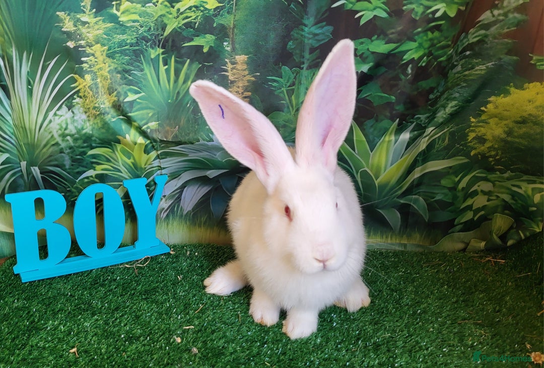 Continental Giant rabbits for sale: Continental giant babies in Swadlincote - Image 4