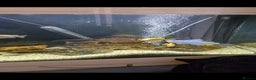 Cichlids fish for sale: Mixed large malawi cichlids - Advert 5