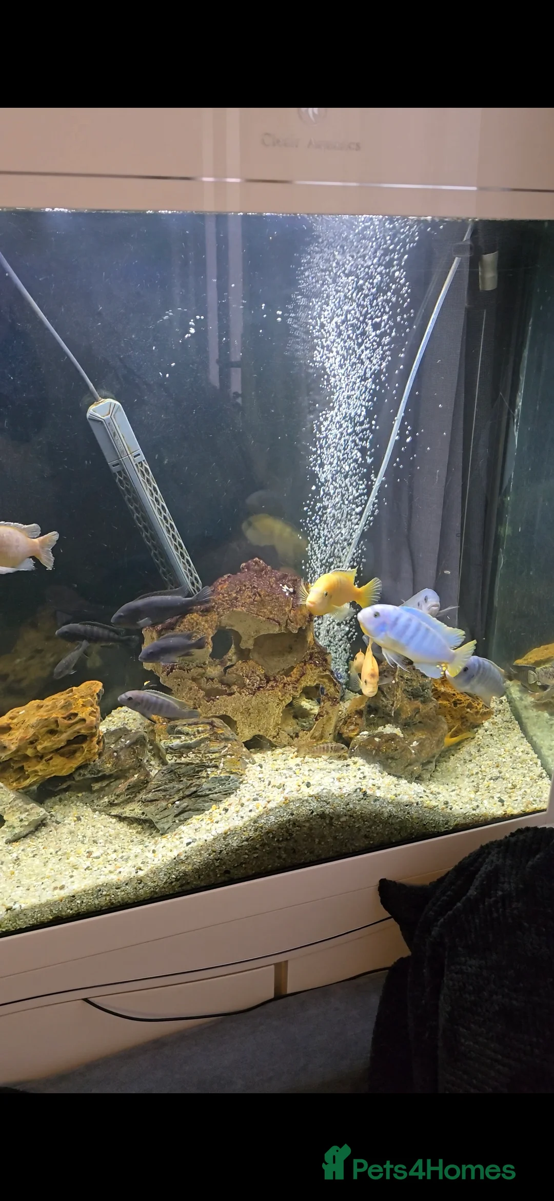 Cichlids fish for sale: Mixed large malawi cichlids - Advert 5