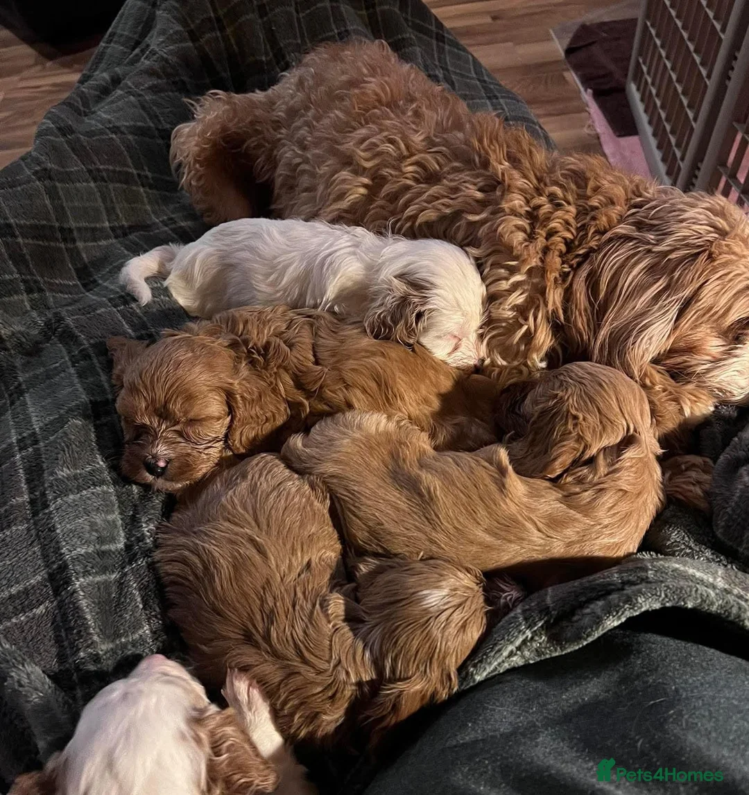 Cavapoo dogs for sale: Cavapoo puppies in Hyde - Advert 5