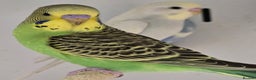 Budgerigars birds for sale: Stunning Baby Budgies available now!!! - Advert 5