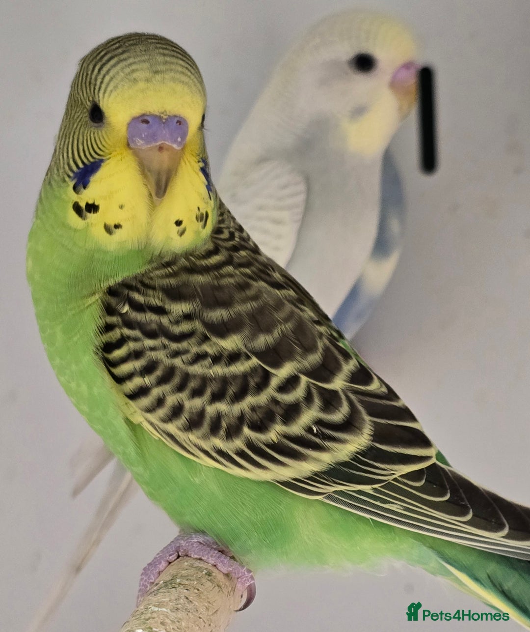 Budgerigars birds for sale: Stunning Baby Budgies available now!!! - Advert 5