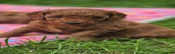 Cavapoo dogs for sale: ❤️Beautiful cavapoo- Ready 16th July ❤️ - Advert 26