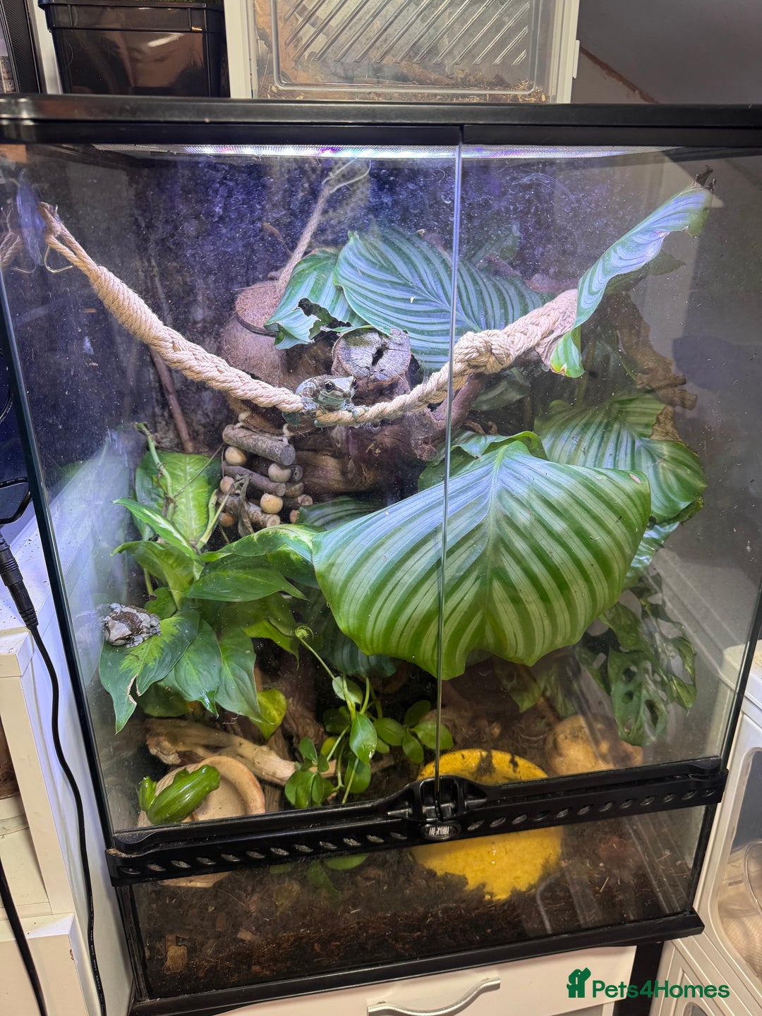 Frog reptiles for sale: 3 Milk Frogs &  **  Bio Set up  - Advert 4