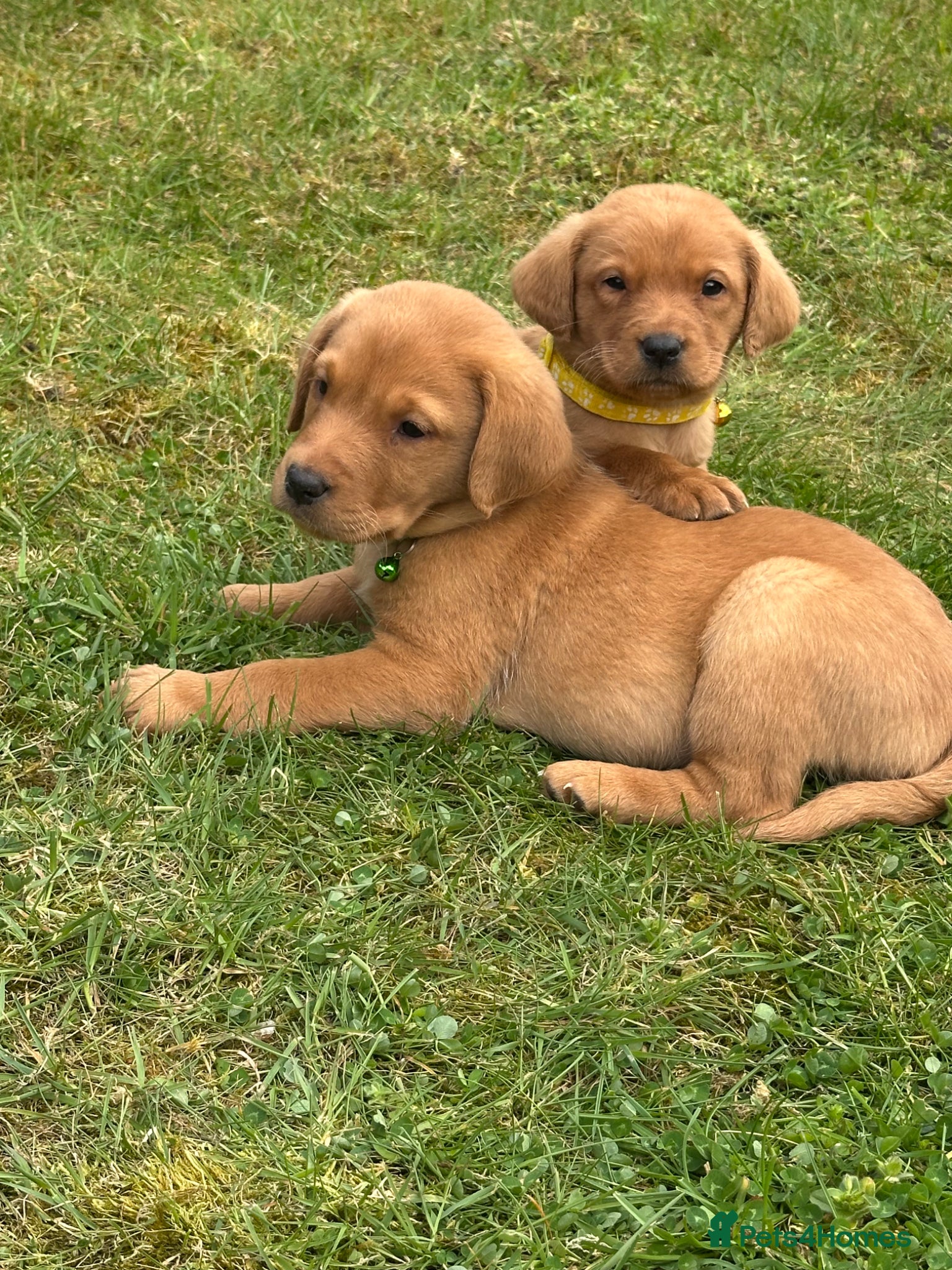 Labrador Retriever dogs beautiful kc registered fox red Labrador puppies  - Advert 1
