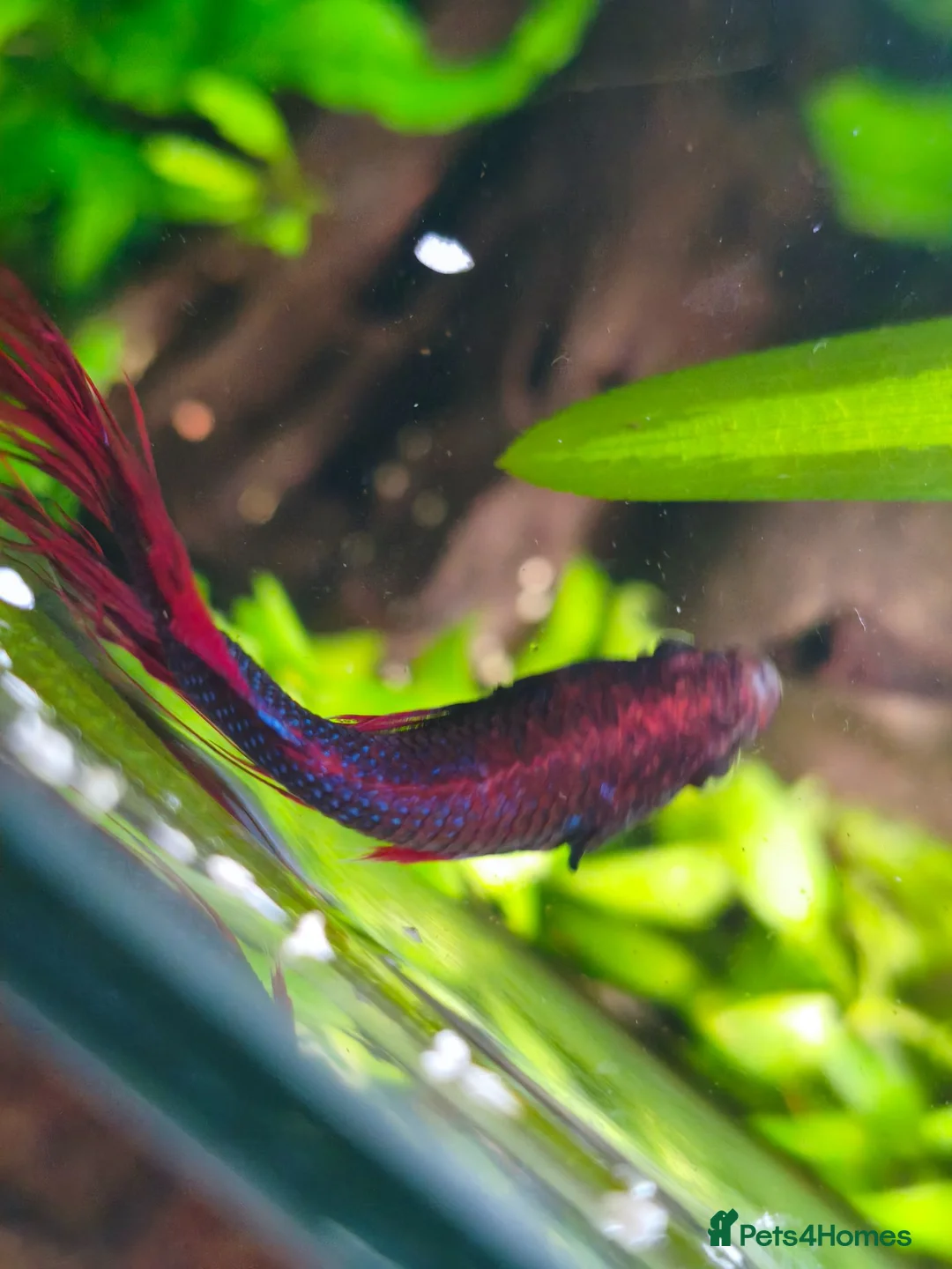 Bettas fish for sale: Sick Betta Looking For Someone to Care for Him  in Newcastle upon Tyne - Advert 5