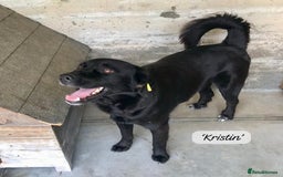 Mixed Breed dogs for adoption: Kristen, 1 yr approx. Available for adoption. in Brixham - Image 4