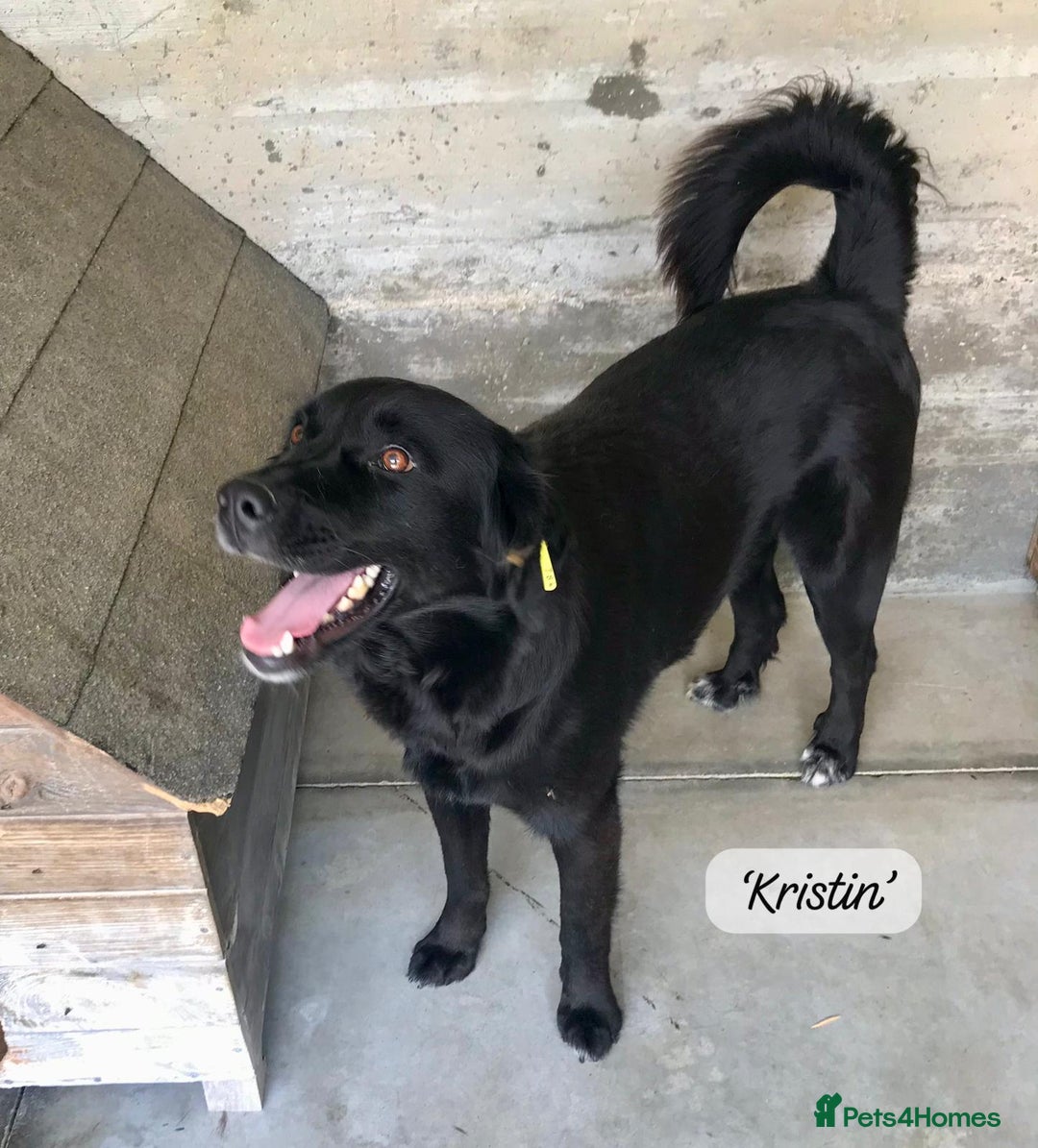 Mixed Breed dogs for adoption: Kristen, 1 yr approx. Available for adoption. in Brixham - Image 4