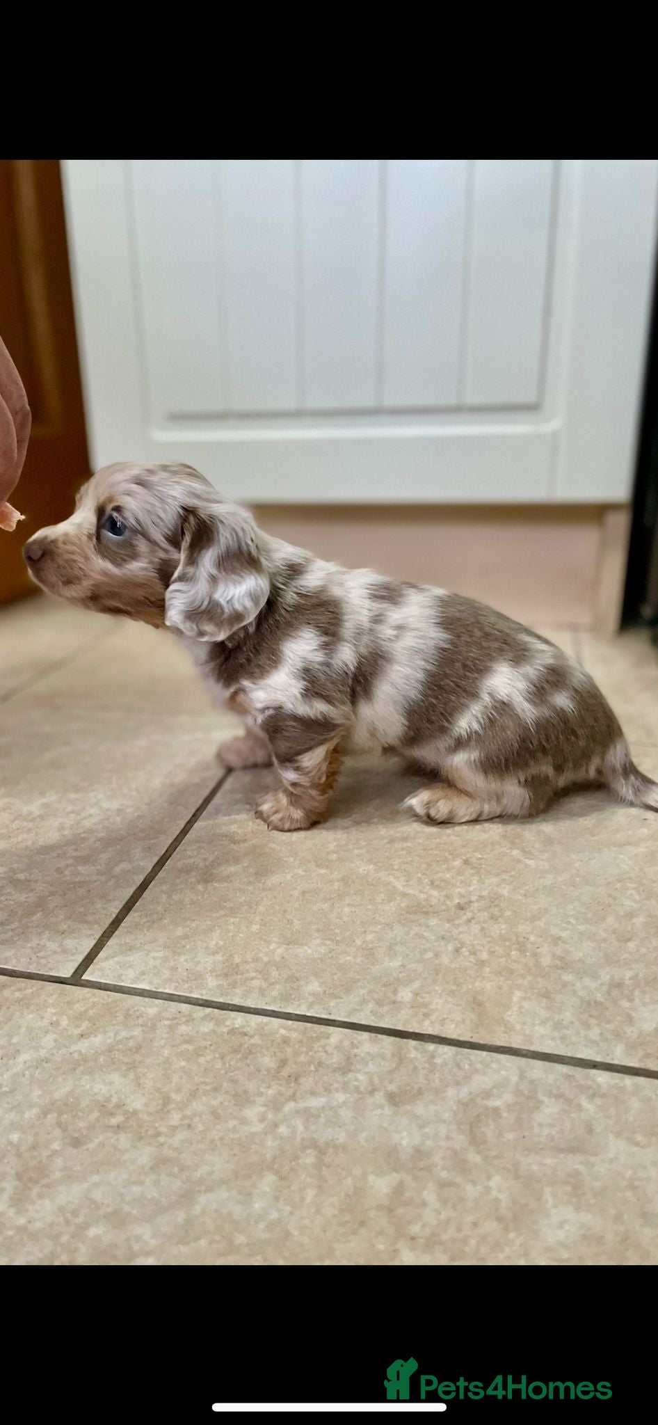 Miniature Dachshund dogs Long hair, Isabella and tan dapple / piebold  - Advert 15