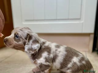 Miniature Dachshund dogs Long hair, Isabella and tan dapple / piebold - Advert 6