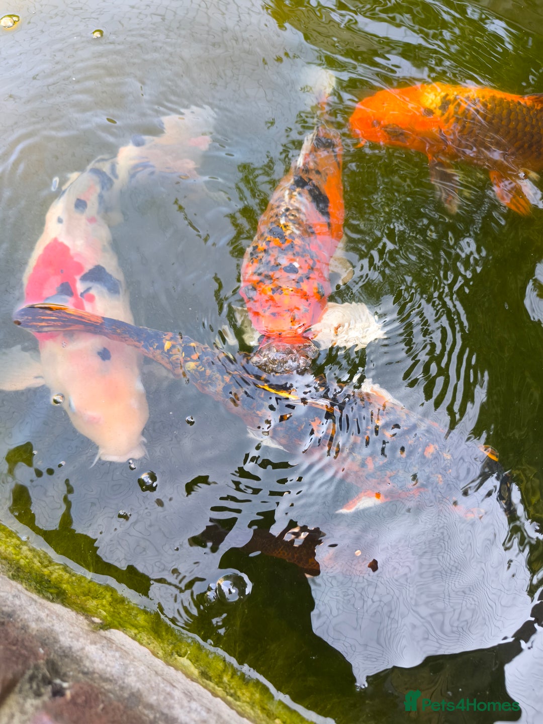 Pond Fish fish for sale: 3 Coin Carp + 1 Ghost Decent Sizes - Image 2