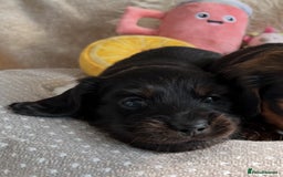 Miniature Dachshund dogs for sale: Top Show Quality KC Miniature Dachshund Puppies - Image 26