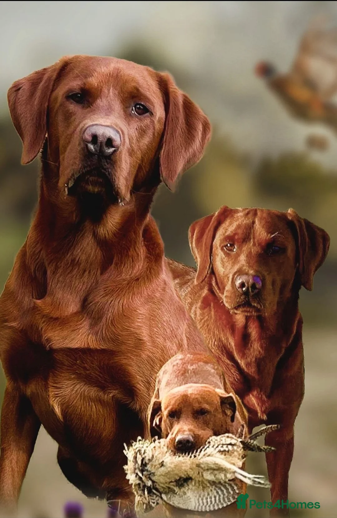 Labrador Retriever dogs for sale: Fox red labradors by Mochuto hot off the press - Advert 1