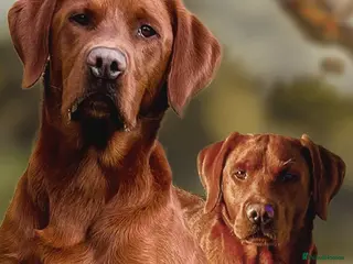 Labrador Retriever dogs KC registered Health tested Dark Fox Red Labs - Advert 2