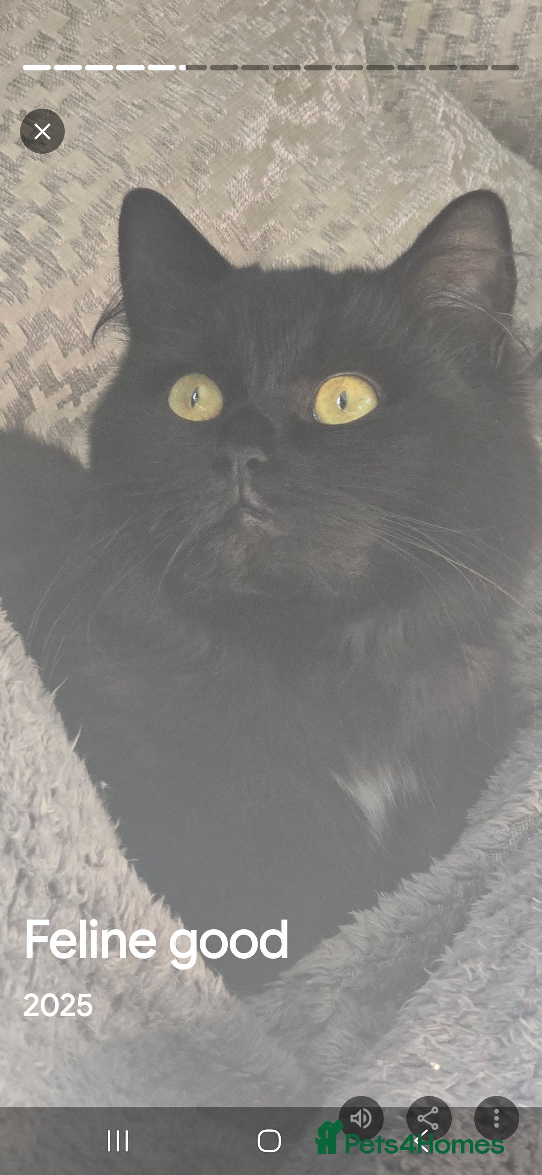 Norwegian Forest Cat cats for sale: Norweigan chubby 3 kittens - Advert 1