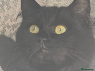 Norwegian Forest Cat cats Norweigan chubby 3 kittens - Advert 1