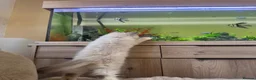 Ragdoll cats for sale: Blue point female ragdoll - Advert 6
