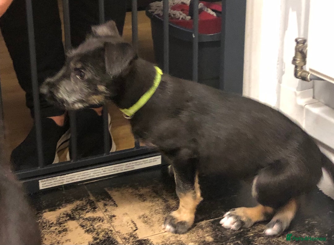 Mixed Breed dogs for sale: Stunning Wheaton bull cross girls - Image 5